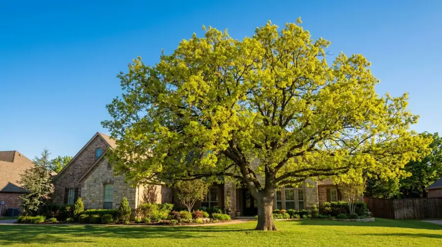 Best time to trim trees San Diego
