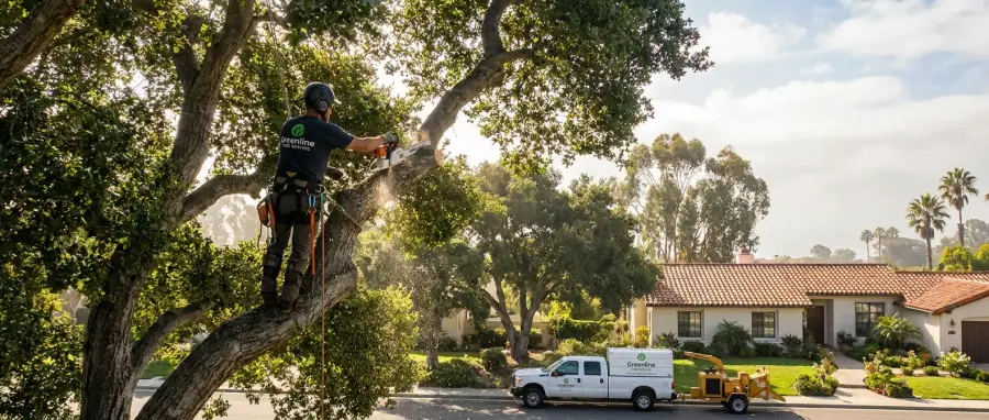 Certified arborist climbing a Vista oak tree