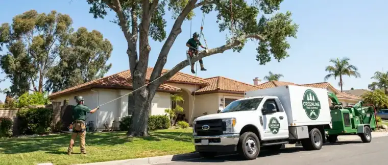 Tree removal in Vista